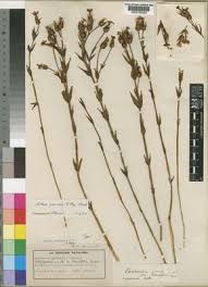 Image result for Exochaenium