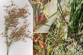 Image result for Cladium mariscus