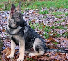 The complete german shepherd training guide for caring, raising and. Silver German Shepherd Puppy Dogs Breeds And Everything About Our Best Friends