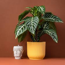 Image result for Blumea squarrosa