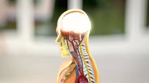 Fibromyalgie Erkennen Und Behandeln Ndr De Ratgeber Gesundheit