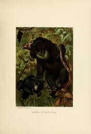 1 Our Living World Biodiversity Heritage Library History Of Animation Natural History Artist