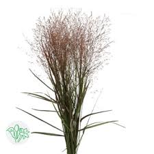 Image result for Chloris roxburghiana