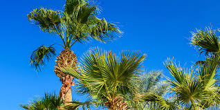 What are the fastest growing palms? Preserving Florida S Sabal Palm Executive Landscaping Inc