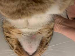 Maybe you would like to learn more about one of these? My Cat Has A Large Pink Bump Under Her Chin It Doesn T Seem To Bother Her But It Has Gotten A Little Bigger In The Last Month Or So Petcoach