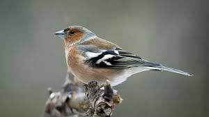 Buchfink Frigillia Coelebs Bestand Lebensraum Gesang Verhalten In 2020 Buchfink Fink Vogel Erkennen