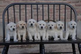 We did not find results for: Puppy S Available Now Tlc Labrador Retrievers