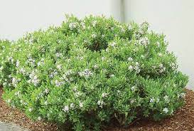 We did not find results for: Daphne Burkwoodii Carol Mackie Landscape Plants Oregon State University