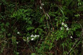 Image result for Jasminum stenolobum
