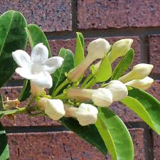 Check spelling or type a new query. How To Prune Stephanotis The Madagascar Jasmine Time Technique