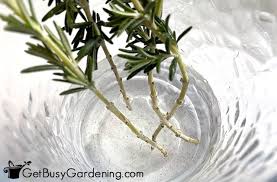 Image result for rosemary cuttings