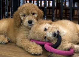 ****earthwise's parent company operates 19 nature's pet market stores in or and wa. Judge Upholds Maryland Ban On Pet Stores Sale Of Cats Dogs
