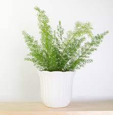Foxtail Fern In White Foxtail Fern White Plants Best Indoor Plants