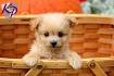 Pomapoo Puppies for Sale in PA | Pomapoo Puppy Adoptions