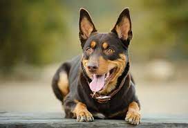 Australian Kelpie Dog Breeds Breed Information Mad Paws