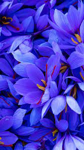 Saffron Crocus Flowers In Spain Saffron Flower Saffron Flower Wallpaper Crocus Flower
