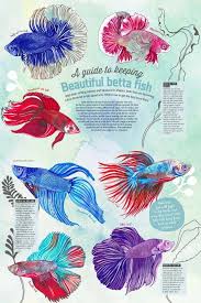 Betta Fish Layout Final Betta Tropical Fish Aquarium Betta Fish