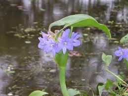 Image result for Polystachya hastata