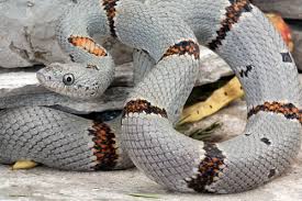 Did you know that there are many types of snakes you can have as a pet? Gray Banded Kingsnake Care Sheet Reptiles Magazine