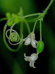 Image result for Zehneria tridactyla