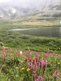 Stan tekiela is a naturalist, wildlife. Five Breckenridge Wildflower Hikes Breckenridge Colorado