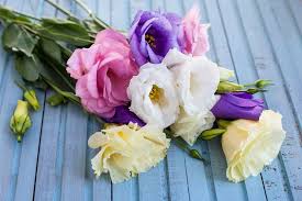 A flower for every mom. The Best Flowers To Gift Your Mother To Express Your Feelings On Mother S Day Residence Style