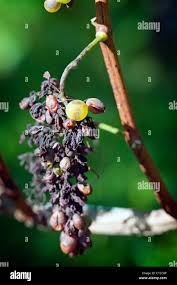 Image result for peronospora grapevine