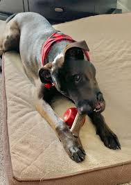 Benebone maplestick dog chew toy small. Bacon Dog Chews Toys Shop Bacon Benebone Chews At Barkshop