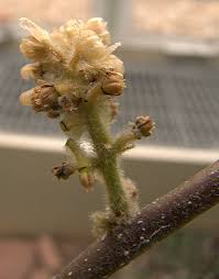 Image result for Chasmanthera dependens