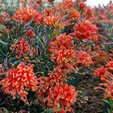 Winter gardening tips for march and. Go Gardening Helping New Zealand Grow Garden Inspiration Tips And Advice From The Expert