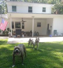 Top grade pit bull pups from fighting lineage parents available for sale with well vaccination documents. Xl Pitbull American Bully Xl Breeders In North Carolina
