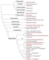 Identification And Evolution Of Closed Brain Corals Part 1 Reefs Com