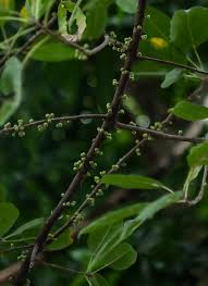 Image result for Ficus virens