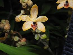 Image result for Schizochilus sulphureus