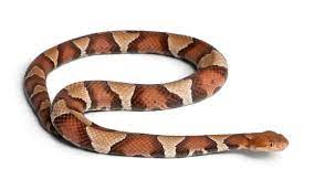 Keeping Copperhead Snakes Out Of Your Yard Snake Repellant Snake Poisonous Snakes