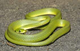 Opheodrys Aestivus Aestivus By Michael-ray On Deviantart Reptile Snakes Baby Snakes Reptiles