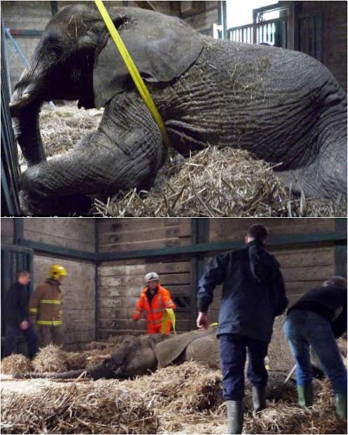 Umna, a 13-year-old elephant at Howletts Wild Animal Park, was found lying  on her side and unable to get up. 🐘 With severe colic threatening her  life, keepers, vets, and Kent Fire
