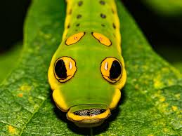 They are black in the intinal stages and in the later stages the color become green and later lighter shades of green. 8 Spectacular Caterpillars That Look Like Snakes