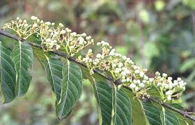 Image result for Psydrax fragrantissima