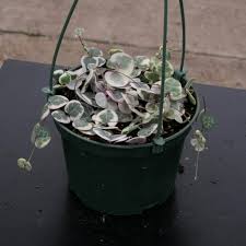 Image result for Ceropegia schultzei