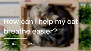 This will reduce the sneezing and runny nose. 3 Ways To Treat A Cat With A Cold Wikihow