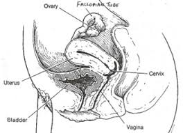 Image result for cervix position