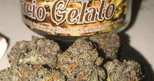 Gebruikers geven gelato hash, een 7.6/10 op basis van 13 reviews. Super Strains Of Weed Called Stardog And Gelato Are Selling For Three Times The Price Of Gold Gloucestershire Live