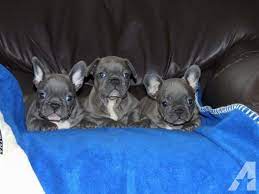 Maybe you would like to learn more about one of these? Blue French Bulldog Puppies 7 Weeks Old For Sale In Orlando Florida Classified Americanlisted Com