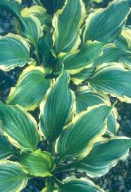 Soak bulbs/roots for 1 hour if the roots are dry or soft. Bob S Hosta Growing Tips