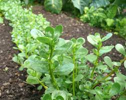 Recently, they've gained a lot of fame for their high vitamin c and omega 3 content. Purslane Sowing Growing Harvest And How To Care For It