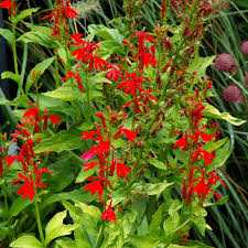 Image result for Lobelia thermalis