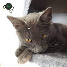 Check spelling or type a new query. Gm2 Gangliosidosis Korat Genimal Biotechnologies