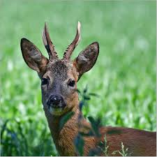 Der pfingstsonntag ist definitiv der ruhigere feiertag des pfingstfestes. Guten Morgen Und Frohe Pfingsten Foto Bild Getreidefeld Natur Tiere Bilder Auf Fotocommunity