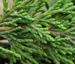 Image result for Cupressaceae